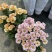 小雏菊(ins玲珑橙)菊花盆栽四季开花庭院耐热寒多年生