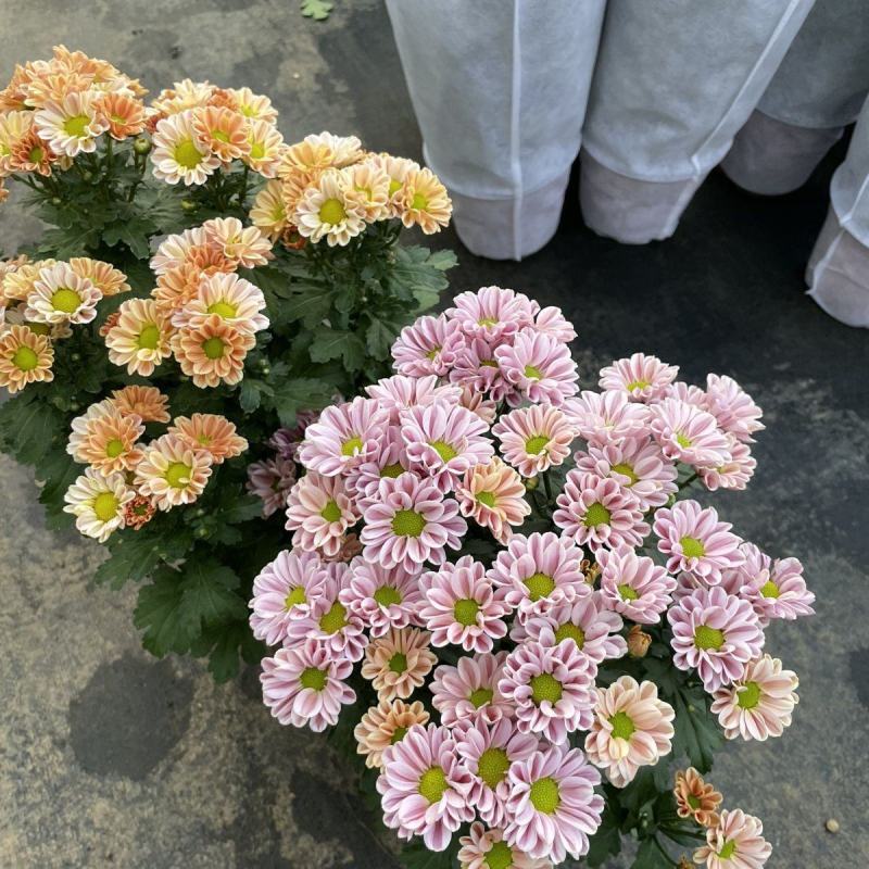 小雏菊(ins玲珑橙)菊花盆栽四季开花庭院耐热寒多年生