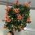 小雏菊(ins玲珑橙)菊花盆栽四季开花庭院耐热寒多年生