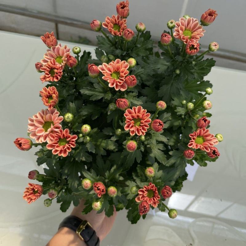 小雏菊(ins玲珑橙)菊花盆栽四季开花庭院耐热寒多年生