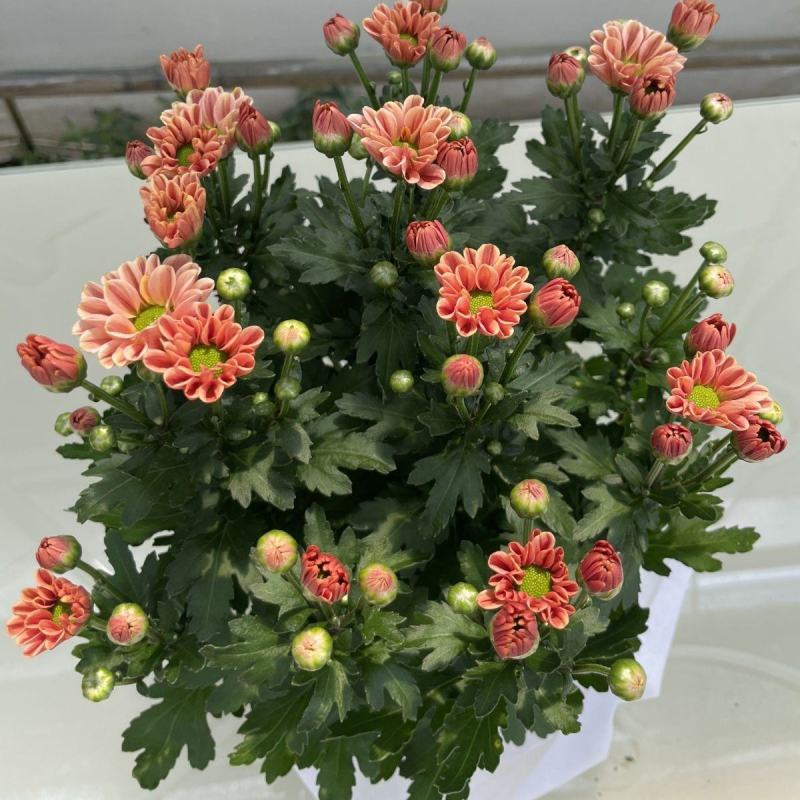 小雏菊(ins玲珑橙)菊花盆栽四季开花庭院耐热寒多年生