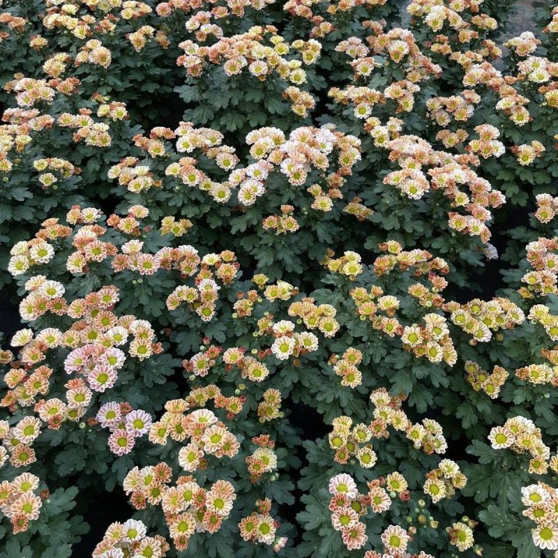 小雏菊(ins玲珑橙)菊花盆栽四季开花庭院耐热寒多年生