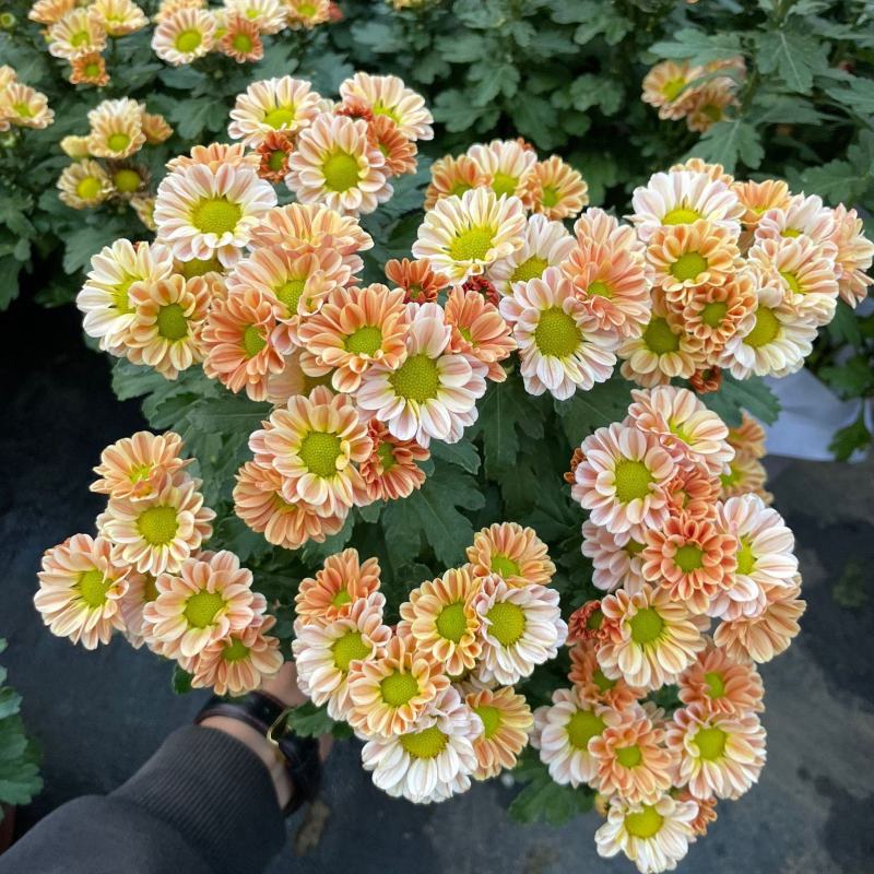 小雏菊(ins玲珑橙)菊花盆栽四季开花庭院耐热寒多年生