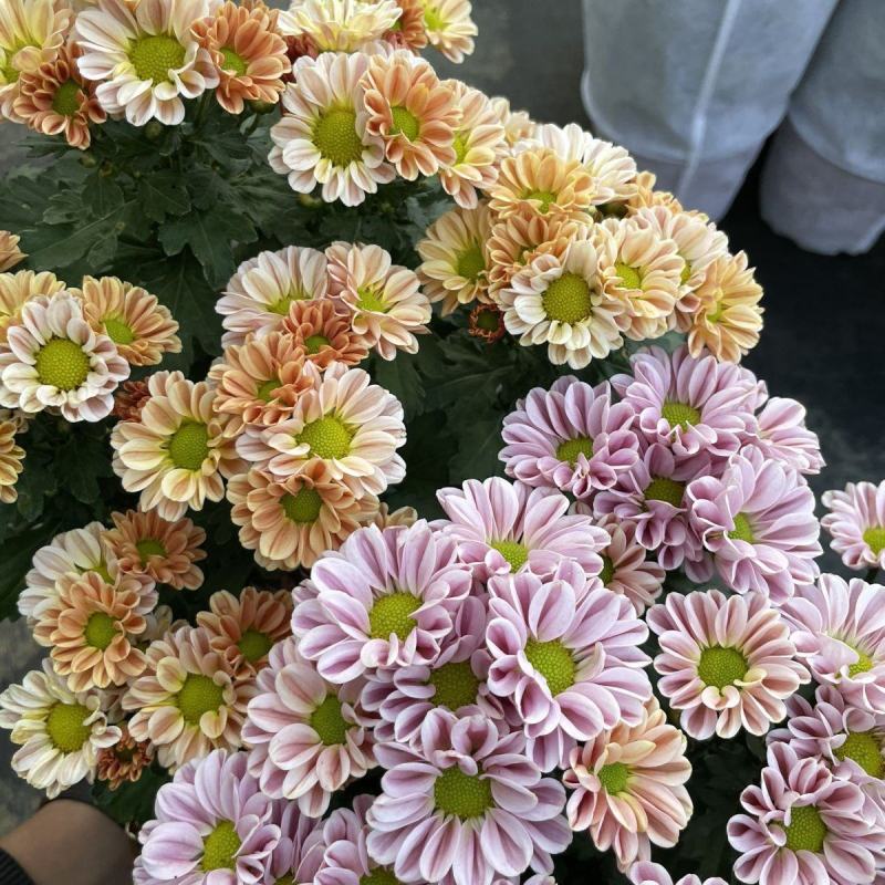 小雏菊(ins玲珑橙)菊花盆栽四季开花庭院耐热寒多年生