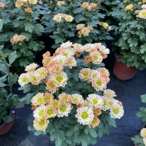 小雏菊(ins玲珑橙)菊花盆栽四季开花庭院耐热寒多年生