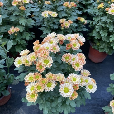 小雏菊(ins玲珑橙)菊花盆栽四季开花庭院耐热寒多年生