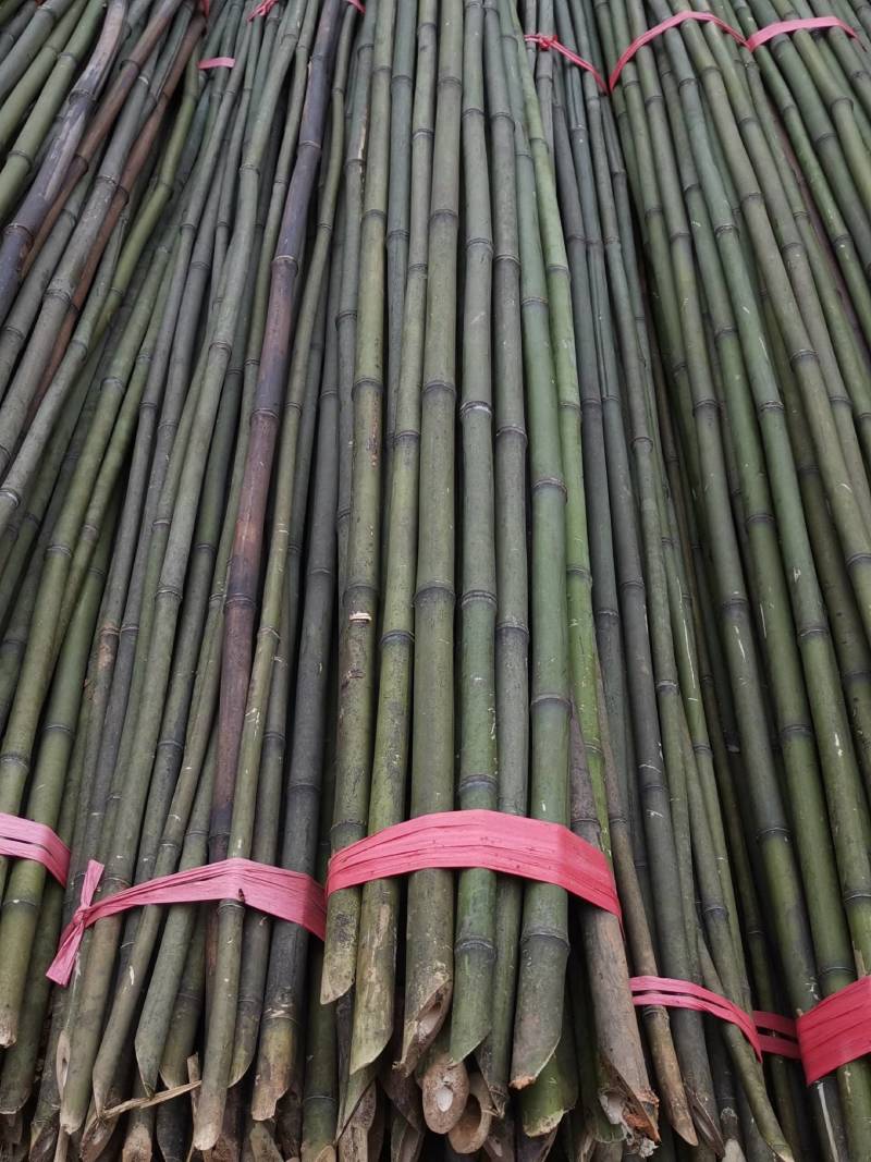 菜架竹（黄金竹，金竹，麻竹，厘竹，紫竹）架条产地批发
