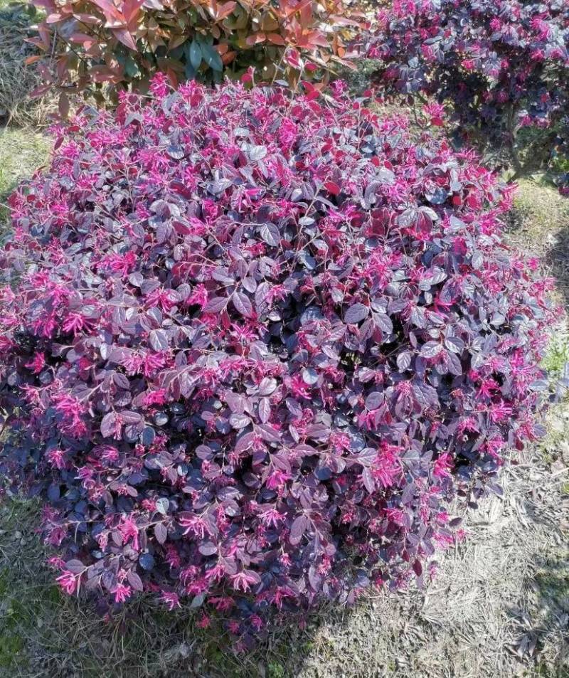 1米冠幅红花继木球80冠幅红花继木产地120冠红花继