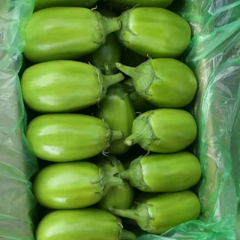 随州青茄茄子大量上市品质保证诚信经营实物为准