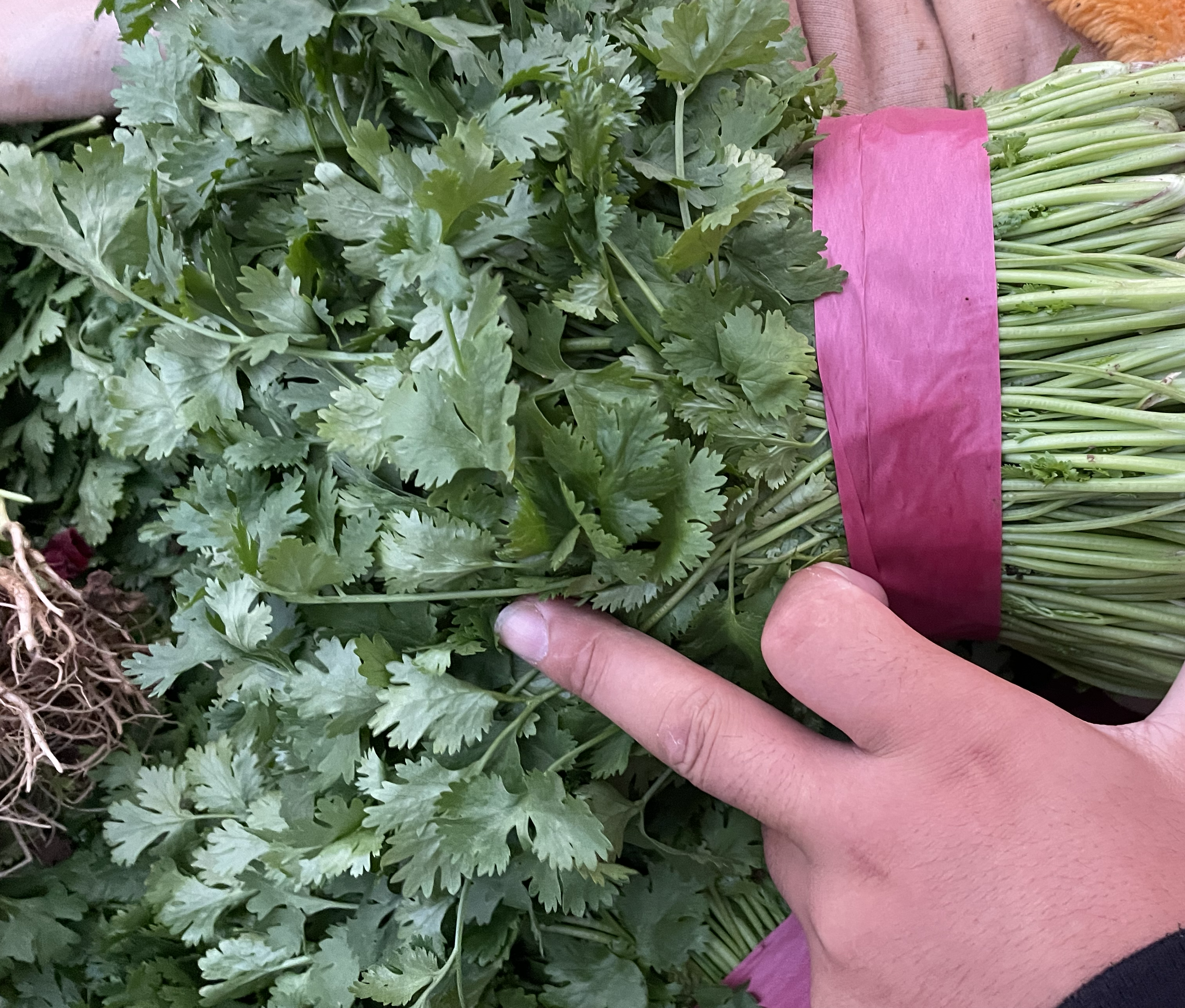 香菜根煮水后的成品