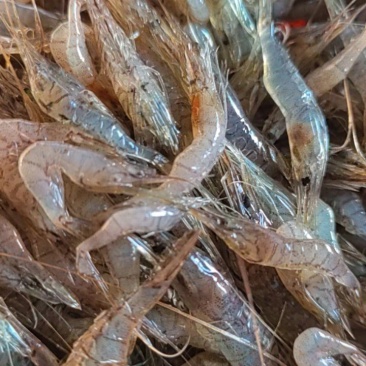 河虾，精品河虾