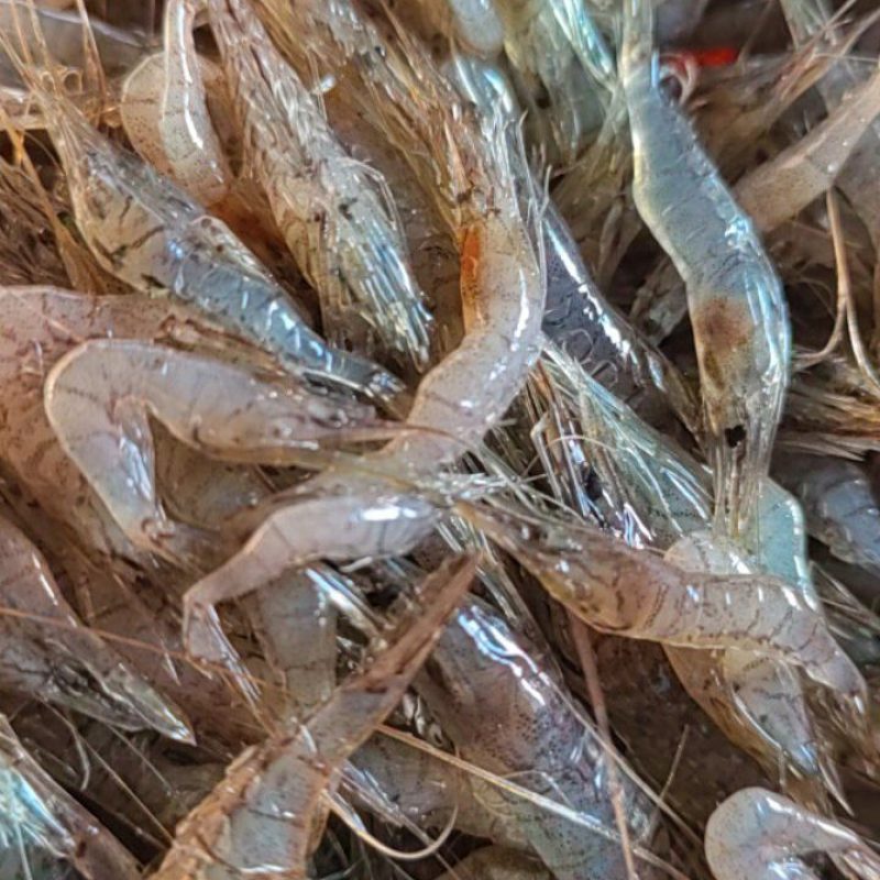 河虾，精品河虾