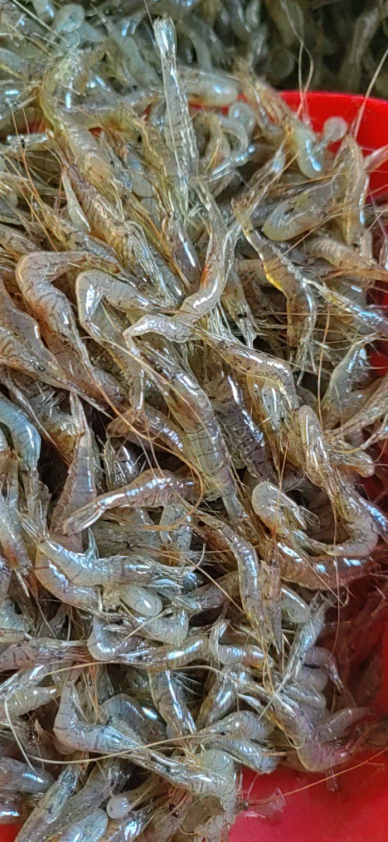 河虾，精品河虾