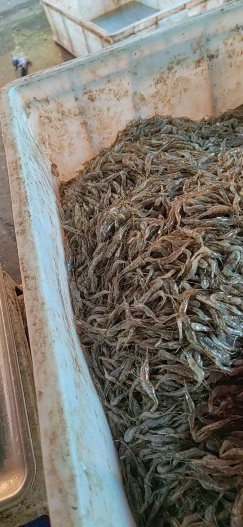 河虾，精品河虾