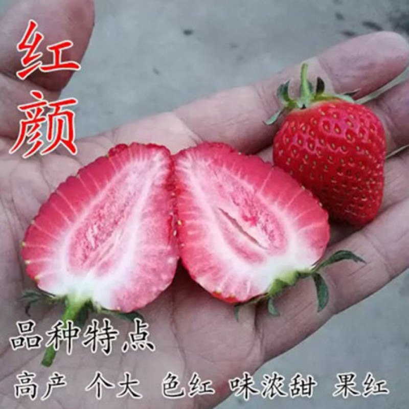 草莓苗