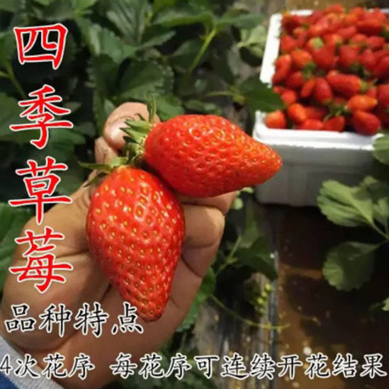 草莓苗