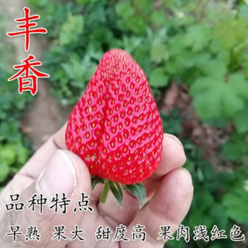 草莓苗