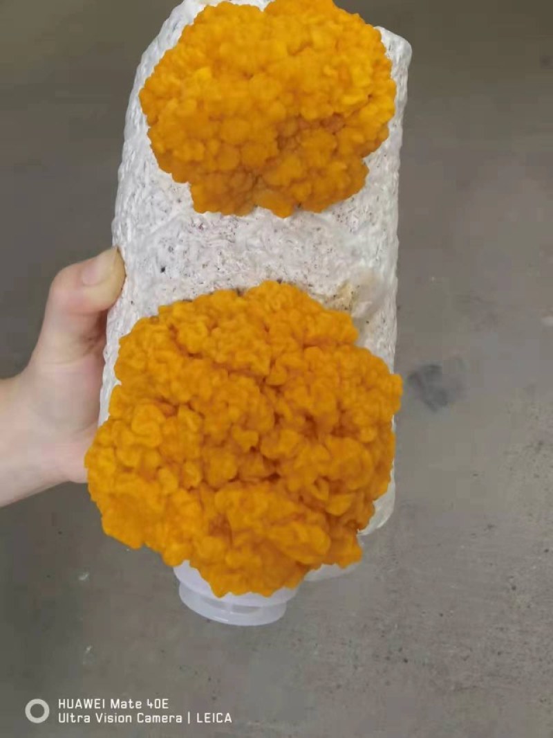 金耳出菇(带耳)蔺包平价直供批发