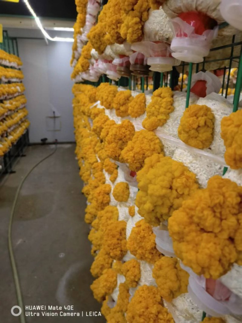 金耳出菇(带耳)蔺包平价直供批发