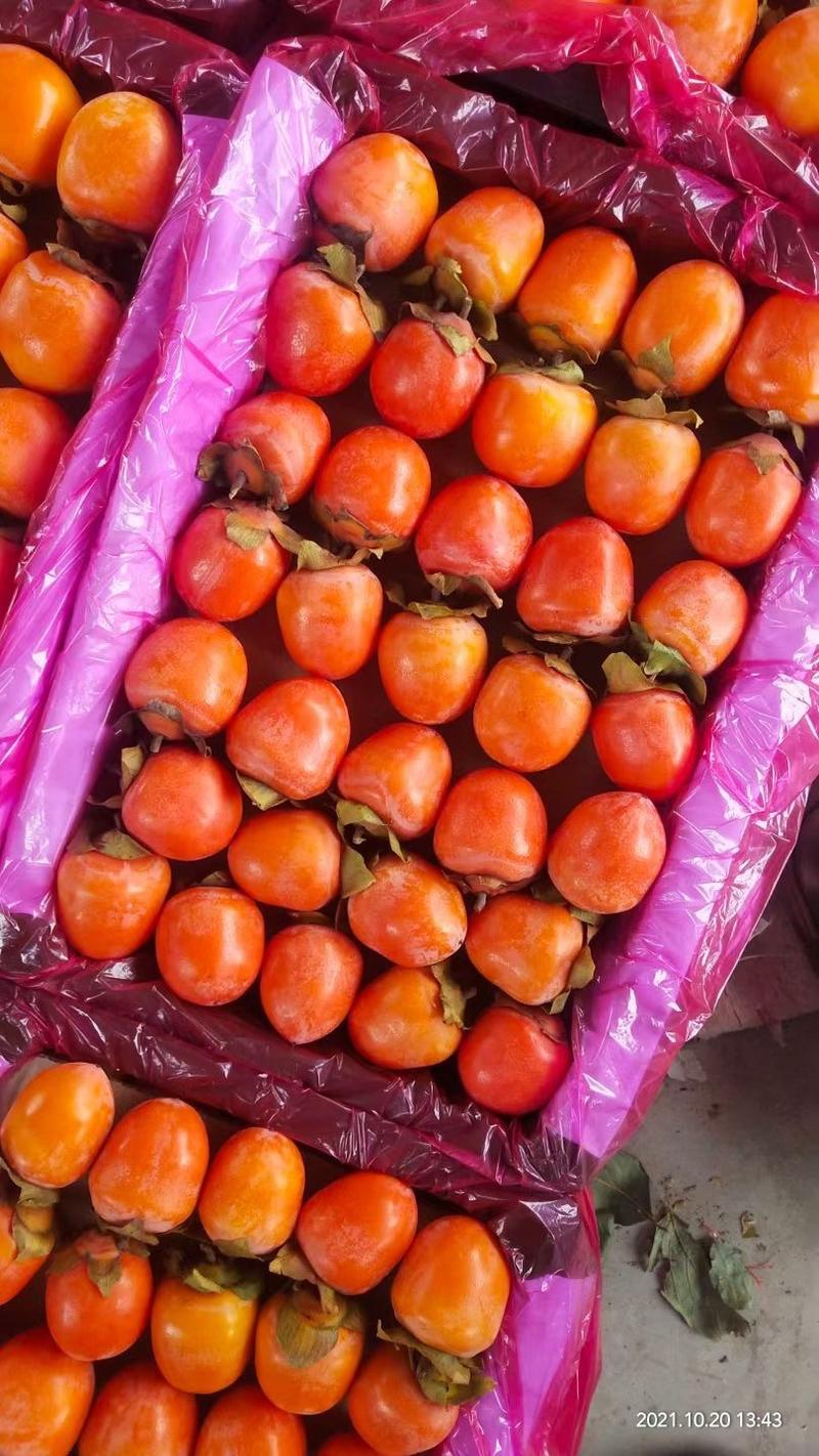 火晶柿子吊红柿子大量上市中对接电商团购供应链，