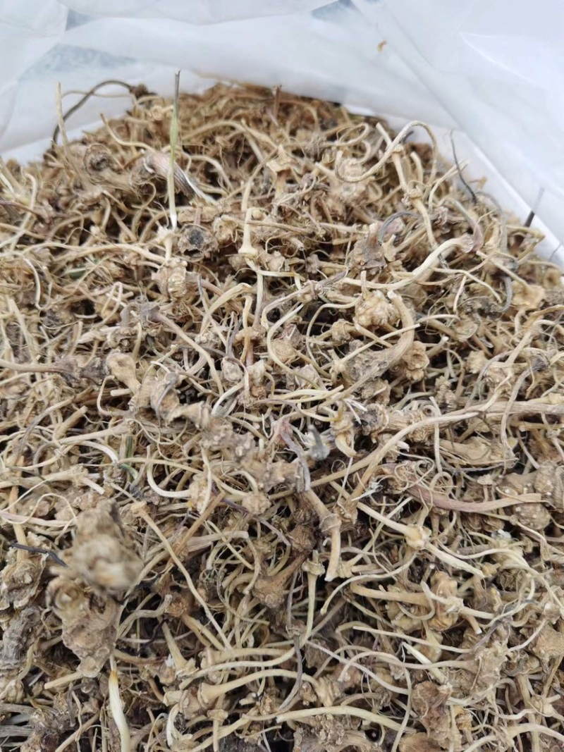 珠子参扣子七中药材跌打扭伤肿痛良药