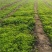 芹菜苗法国皇后12到18公分全部现货现拔现卖