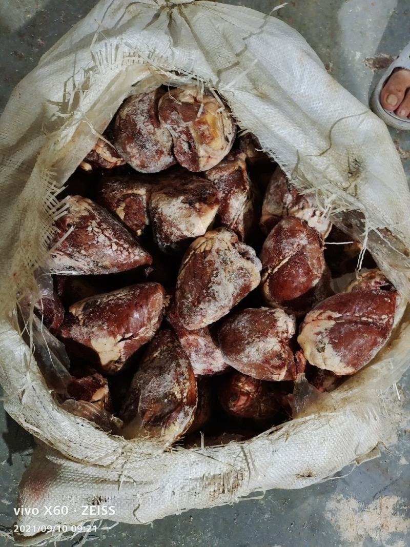 乳牛心全熟没有瘀血