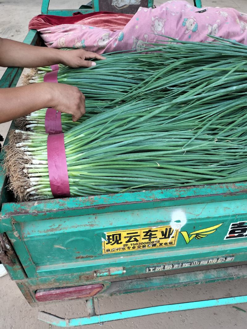 精品小葱高度正好。葱叶翠绿，没有斑点斑点价格美丽。