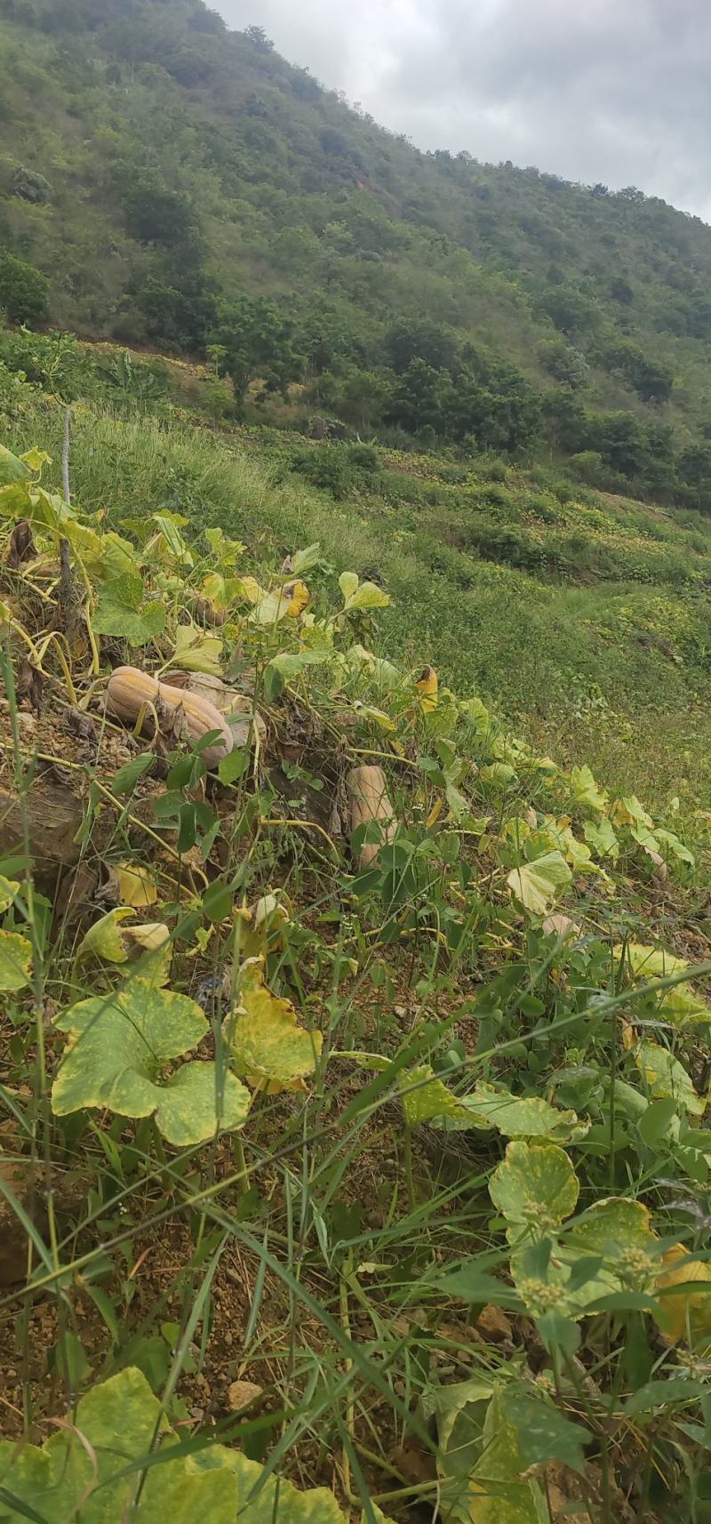云南山地种植南瓜老蜜本南瓜正在上市。蜜本1号口感自然甜。
