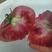 【托瑞】普罗旺斯，口感大番茄，进口种子，无土栽培，雄蜂授
