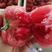 【托瑞】普罗旺斯，口感大番茄，进口种子，无土栽培，雄蜂授