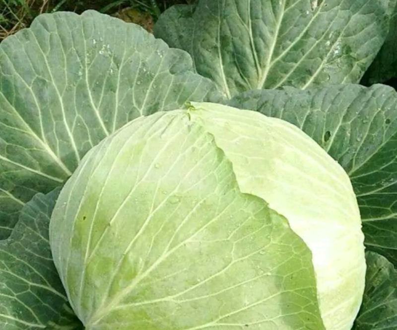 高山包菜，现砍现发，产地直发，质量保证，欢迎采购