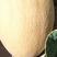 《新疆》哈密瓜，西州蜜17，口感脆甜，果型美观。