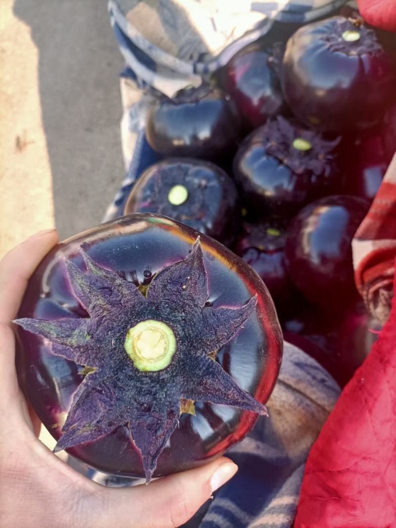 精品圆茄色泽黑亮品质保证，货源充足，价格美丽。