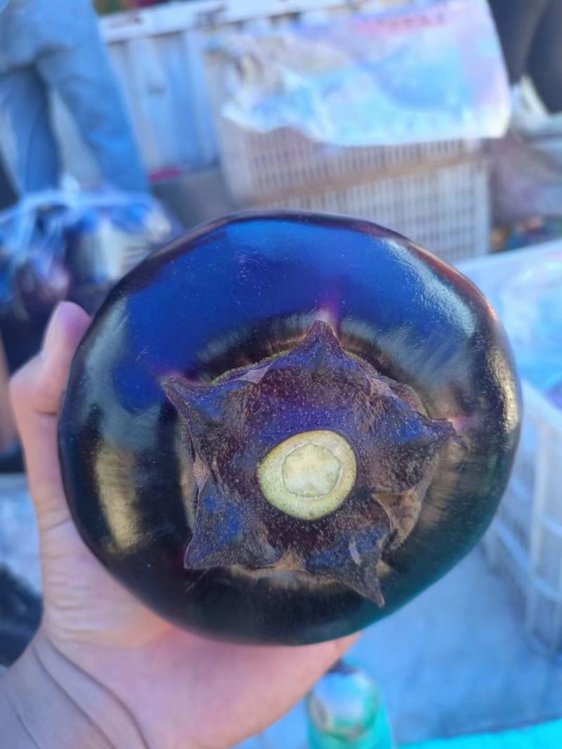 精品圆茄色泽黑亮品质保证，货源充足，价格美丽。