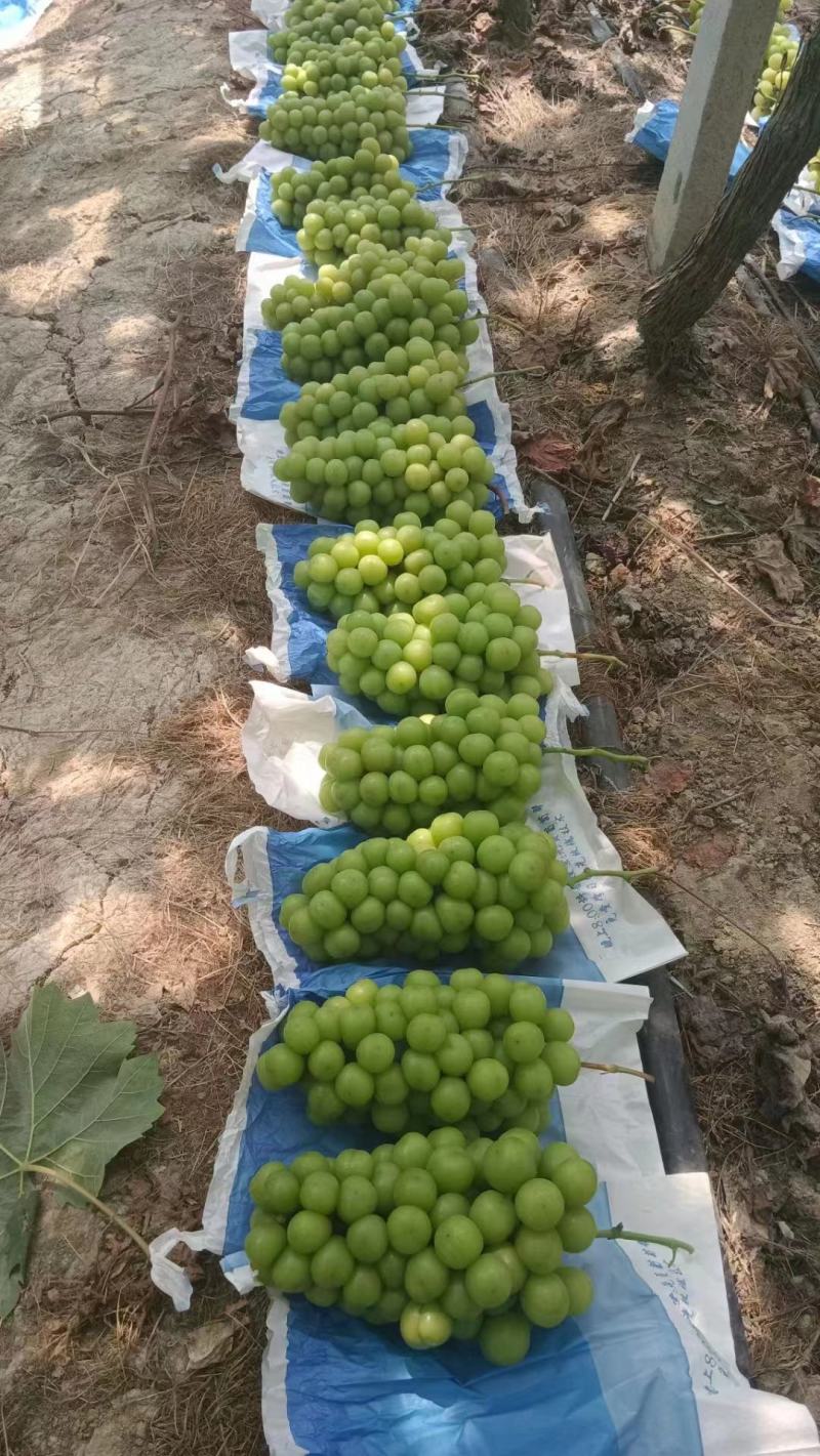 晴王葡萄阳光玫瑰葡萄种植基地欢迎各地老板前来采购
