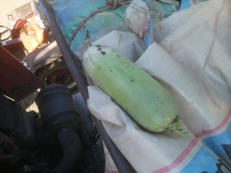 东北的青萝卜