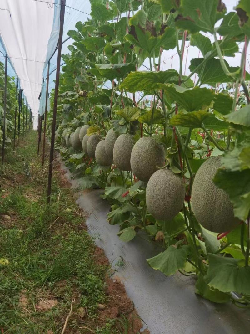 河北哈密瓜大量供应保质保量对接全国客商可视频看货