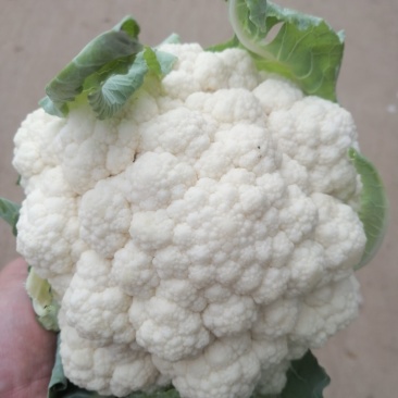 【精选】精品菜花产地直供代办电商供应量大优惠全国发货