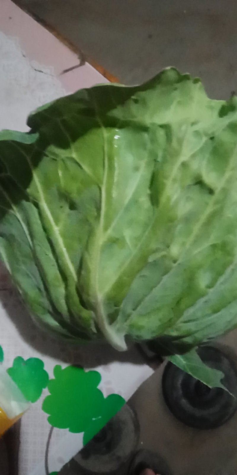 一级甘蓝