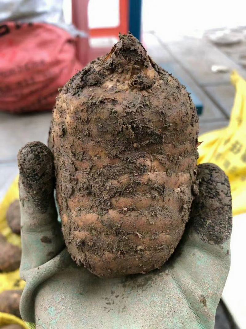 云南天麻