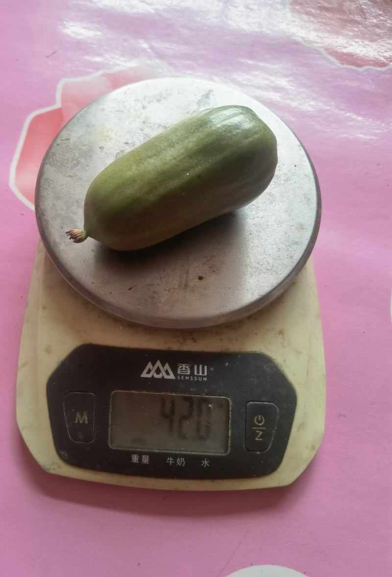软枣猕猴桃（奇异莓）