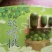 软枣猕猴桃（奇异莓）