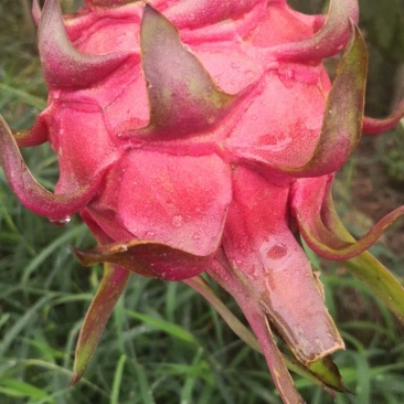 火龙果