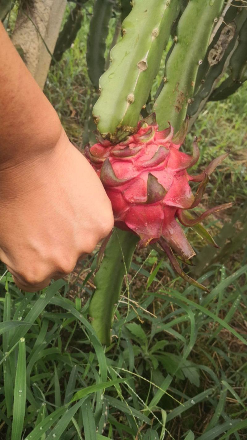 火龙果