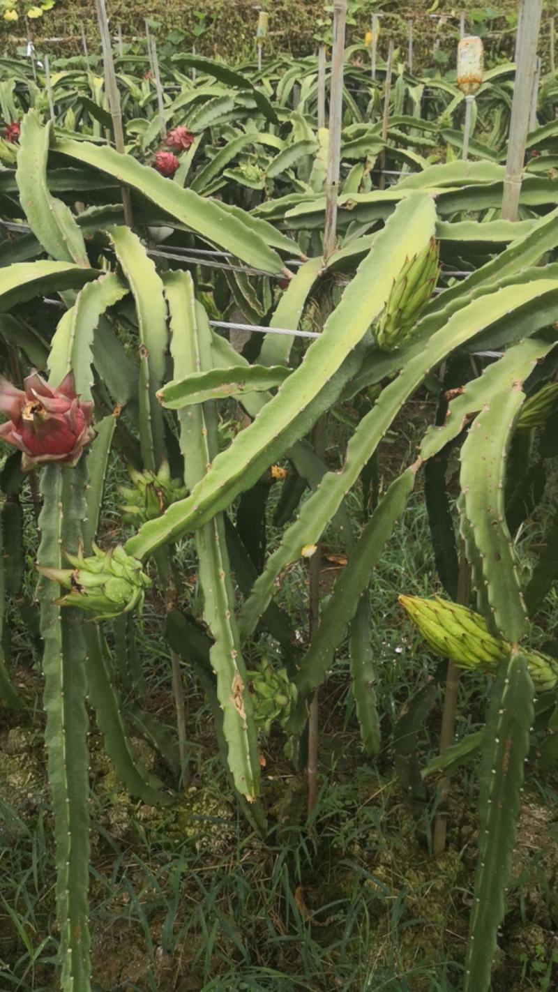 火龙果