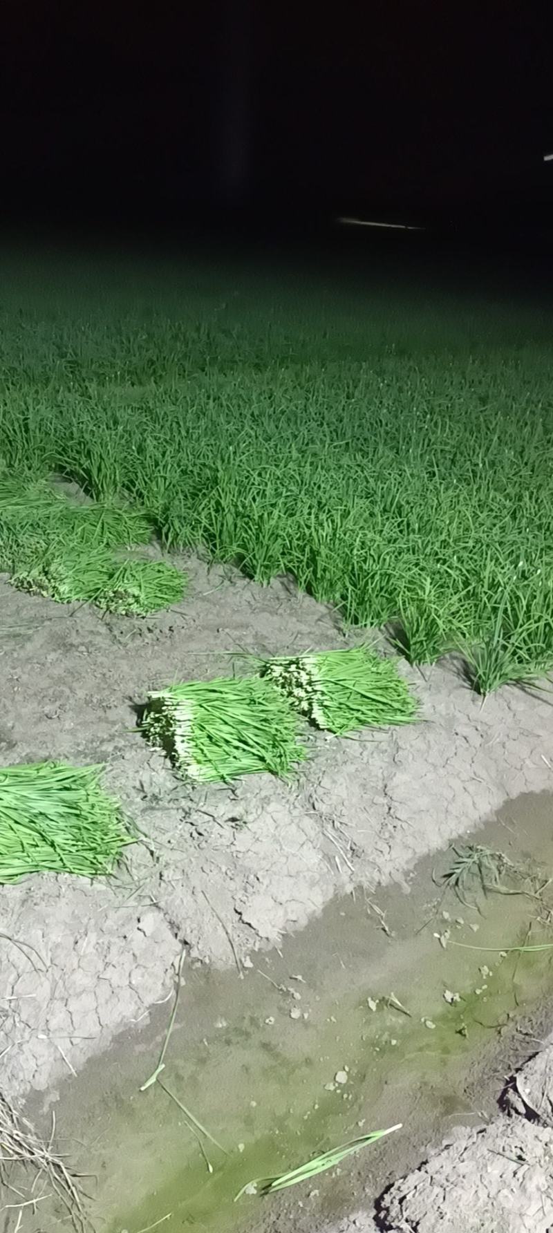 各位老板你们好，我是一亩田韭菜供应商，现有大量韭菜可出手