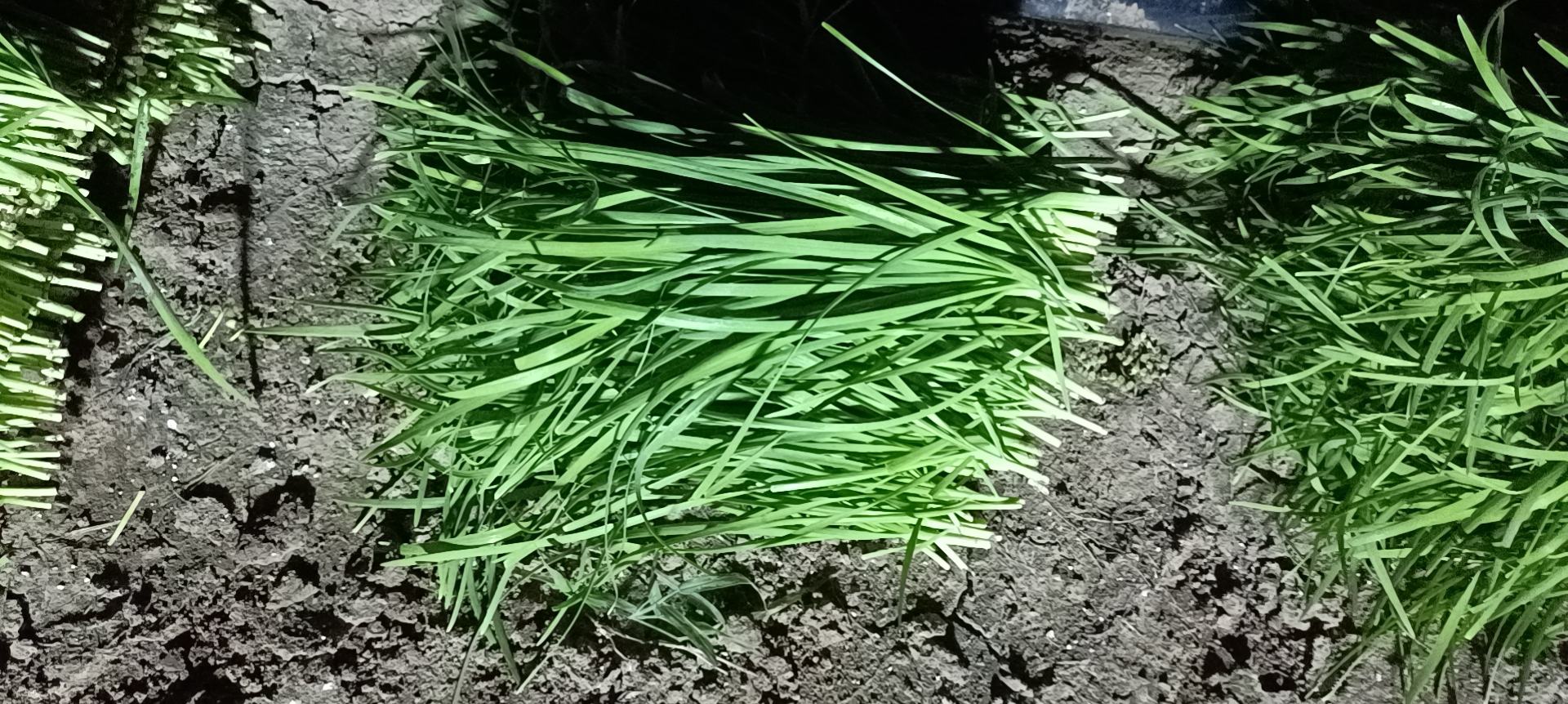 韭菜与荠菜食材图