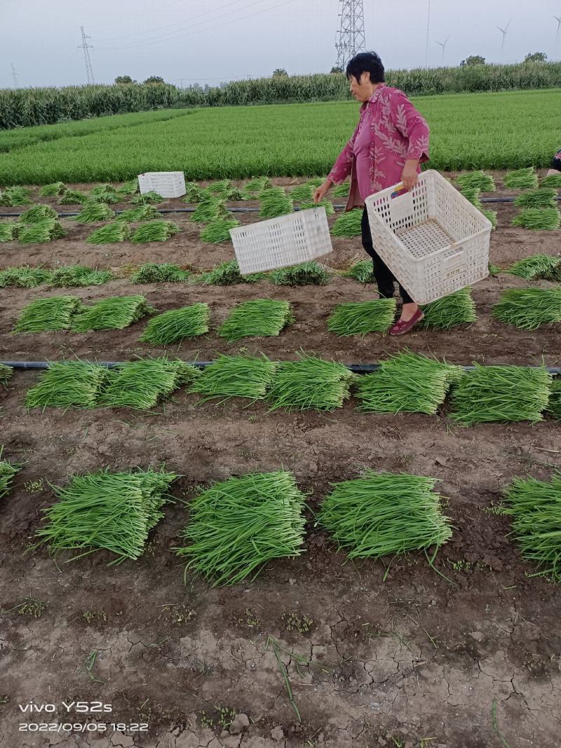 各位老板你们好，我是一亩田韭菜供应商，现有大量韭菜可出手