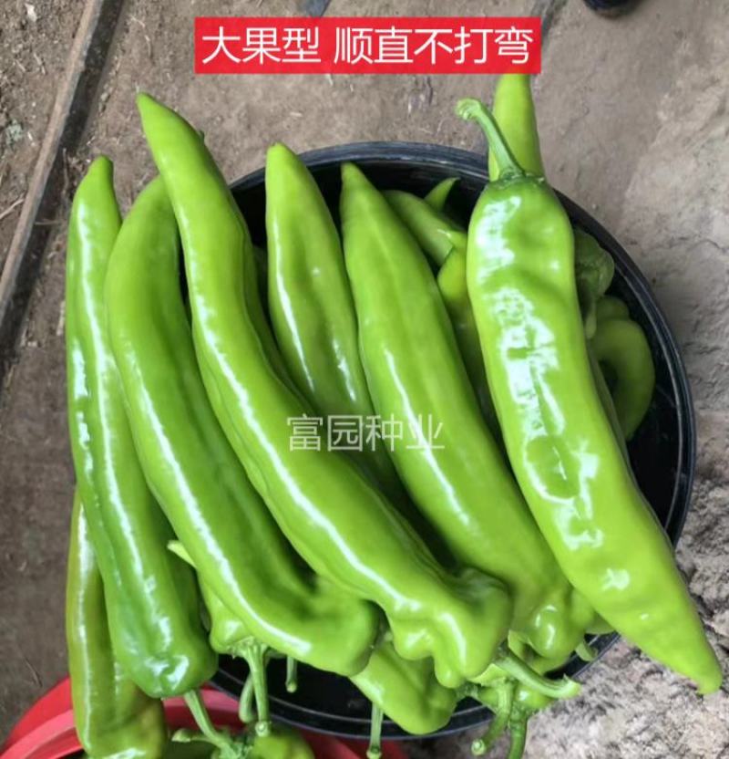 辣椒种子进口抗寒尖椒青黄皮进口抗高温高产抗病牛角羊角种子